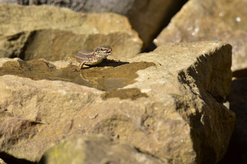 lizard on stone