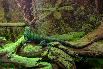 Green iguana in a terrarium at zoo