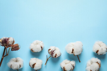 Fluffy cotton flowers on light blue background, flat lay. Space for text