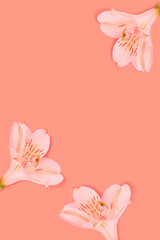 Alstroemeria flowers on a coral background. Floral concept with copy space.
