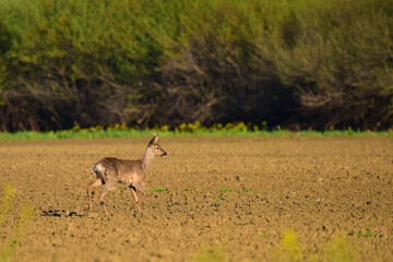  deer in the field