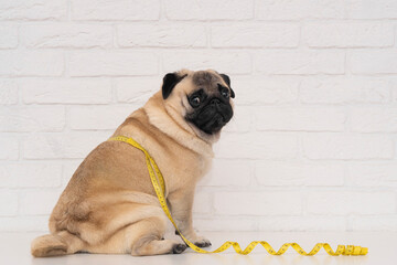 A cute fat pug sits wrapped in a yellow measuring tape near a white brick wall. The concept of diet and the fight against obesity in dogs - obrazy, fototapety, plakaty