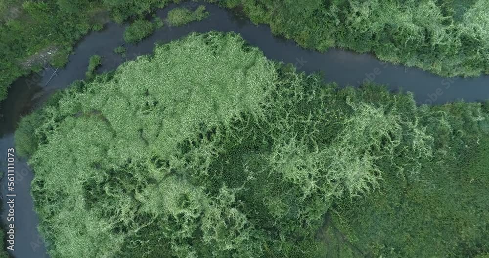 Poster aerial view of green summer forest аrom above. video using the copter. top view