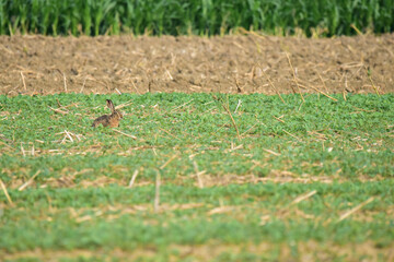 rabbit in the grass