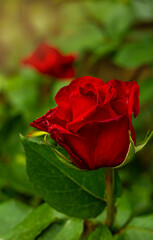 Red rose bloom