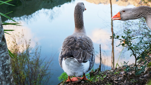 Gansos relajados al lado del r&iacute;o al atardecer en la naturaleza con el reflejo del cielo en el agua