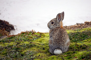 Yellowstone Snowshoe Hare in Winter 
Yellowstone is a winter wonderland, to watch the wildlife and...