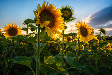A field of sunflowers with a clear blue sky