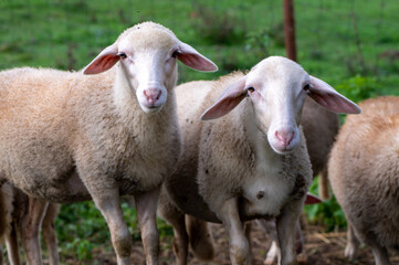 Cute young sheep, lambs in the nature at Slovakia. Farm with sheeps, with beautiful wool, cute animals