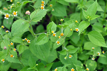 In the field it blooms galinsoga parviflora