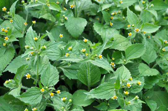 In the field it blooms galinsoga parviflora