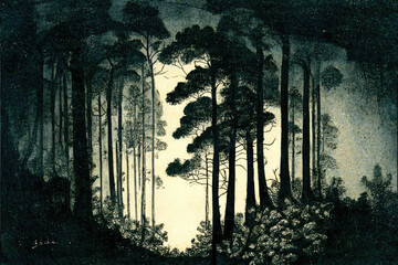 dark forest eerie