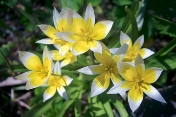 Wild Botanical Tulip Tarda Dasistemon. Beautiful blooming yellow tulips in the garden botanical tulip Tarda dasystemon.
