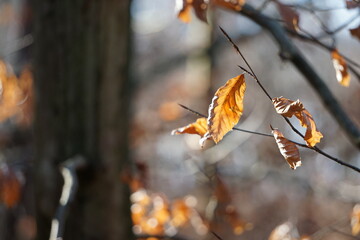 Jesienna pogoda i wysuszone liście na gałęzi