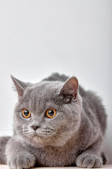 portrait of british gray cat on white background sits quietly and looks with interest. purebred pet cat for advertising feed. serious confident pet close up.