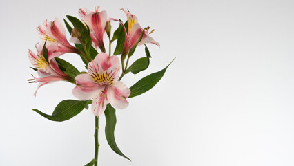 Alstroemeria, commonly called the Peruvian lily or lily of the Incas, native to South America on isolated background