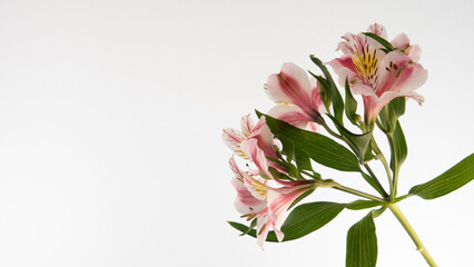 Fototapeta na wymiar Alstroemeria, commonly called the Peruvian lily or lily of the Incas, native to South America on isolated background