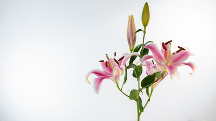 Beautiful fresh lily branch isolated from background.