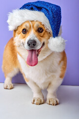 purebred Pembroke Welsh Corgi puppy with blue christmas hat sitting in front view. isolated on purple studio background, portrait, copy space. happy new year, animals