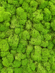 Close-up surface of the wall covered with green moss. Modern eco friendly decor made of colored stabilized moss. Natural background for design and text.