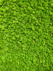 Close-up surface of the wall covered with green moss. Modern eco friendly decor made of colored...