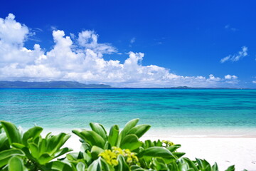 沖縄は亜熱帯気候で植生が違う