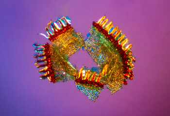 Abstract micrograph of a moss peristome, with polarization, at 40x.