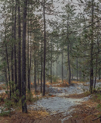 forest in autumn with first snow