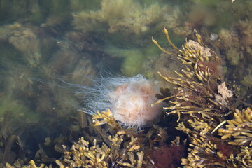 Cyanea capillata in the Kattegat, Gothenburg Sweden