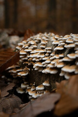 autumn leaves on the ground with mushrooms