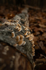 close up of a bark