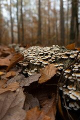 close up of a bark and mushrooms