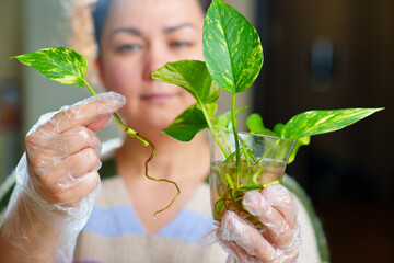 a woman is engaged in rooting and growing indoor plants. Scindapsus golden.