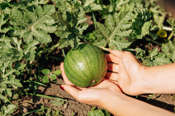Farmer Hand holding Growing young small watermelon plant in the garden, close-up. Farming and agriculture concept