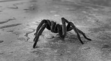 spider on a black background