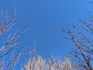 branches against blue sky