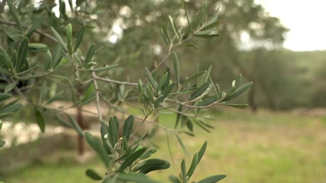 albero di ulivo .foglie al vento uliveto in puglia