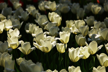 white tulips blooming in the flower bed