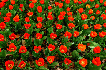 Red tulips in an orderly row in the field