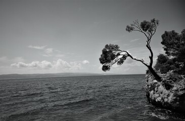 Fototapeta na wymiar Island with tree on the sea black and white