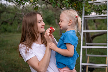 Smiling mother treats blonde daughter to ripe red apple plucked from tree. Mom and child harvest apples with help of stepladder