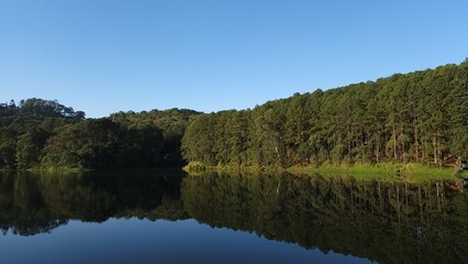 Obraz premium reflection of trees in water