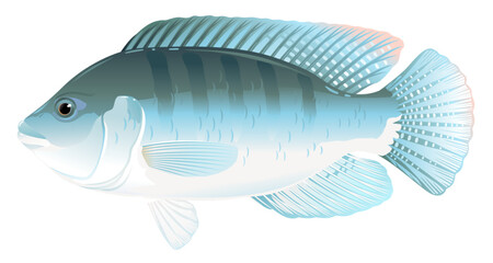One tilapia fish in side view with big fins, high quality illustration of tropical fish, realistic freshwater fish illustration on white background
