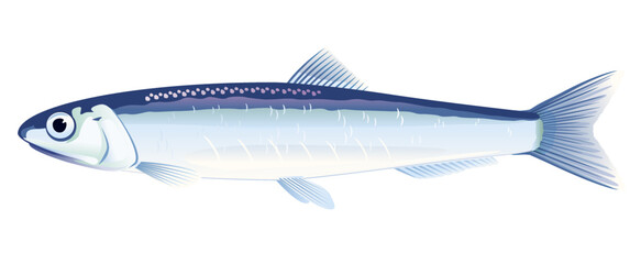 One anchovy fish from one side, high quality illustration of sea fish, realistic sea fish illustration on white background - obrazy, fototapety, plakaty