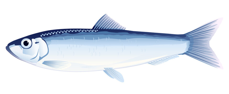 One European sprat fish on side view, high quality illustration of sea fish, realistic sea fish illustration on white background