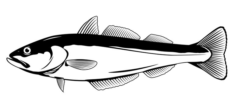 One pollock fish in side view in black and white color, isolated