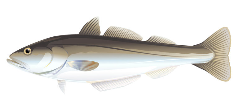 One pollock fish from one side, high quality illustration of sea fish, realistic sea fish illustration on white background