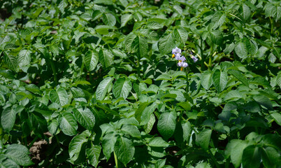 Young flowering potato bushes on green field, farm, organic farming concept. vegetable flowers with delicate purple petals. maturing potato crop