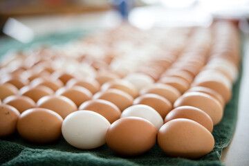 Closeup of free range brown and white eggs