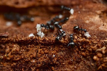 Ants With Larva